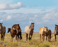 Seven Horse Picture vastu