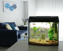 where to place an aquarium